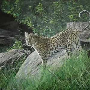 Kopje Prince Fine Art Print