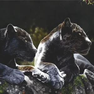 Sunspots - Black Jaguars